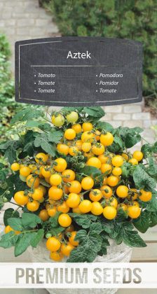 Tomate Aztek - semillas