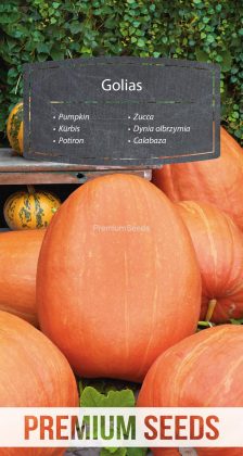 Calabaza Golias - semillas