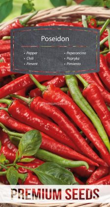 Piment Poseidon - semences