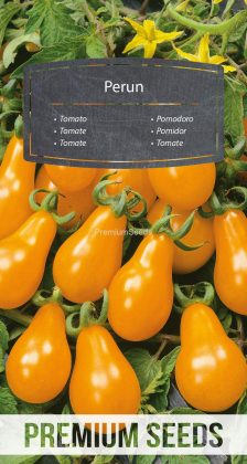 Pomidor wysoki Perun – nasiona