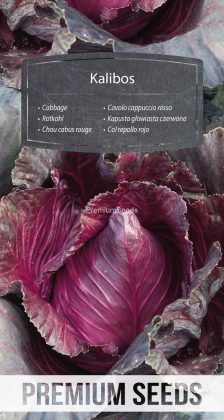 Cavolo cappuccio rosso Kalibos - semi