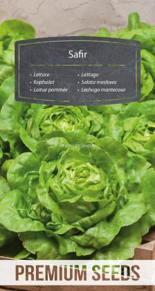 Lechuga mantecosa Safir - semillas