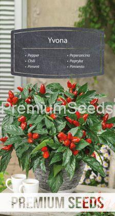 Peperoncino Yvona - semi