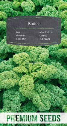 Jarmuż Kadet – nasiona
