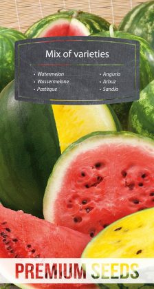 Wassermelone - Mischung verschiedener Sorten - Samen