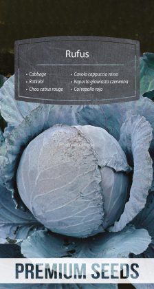 Chou cabus rouge Rufus - semences