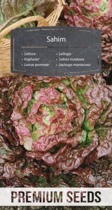 Kopfsalat Sahim - Samen