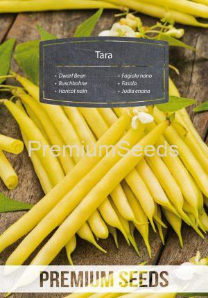 Tara Yellow Dwarf Bean - seeds