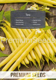 Tara Yellow Dwarf Bean - seeds