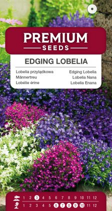 Edging lobelia Mixed – seeds