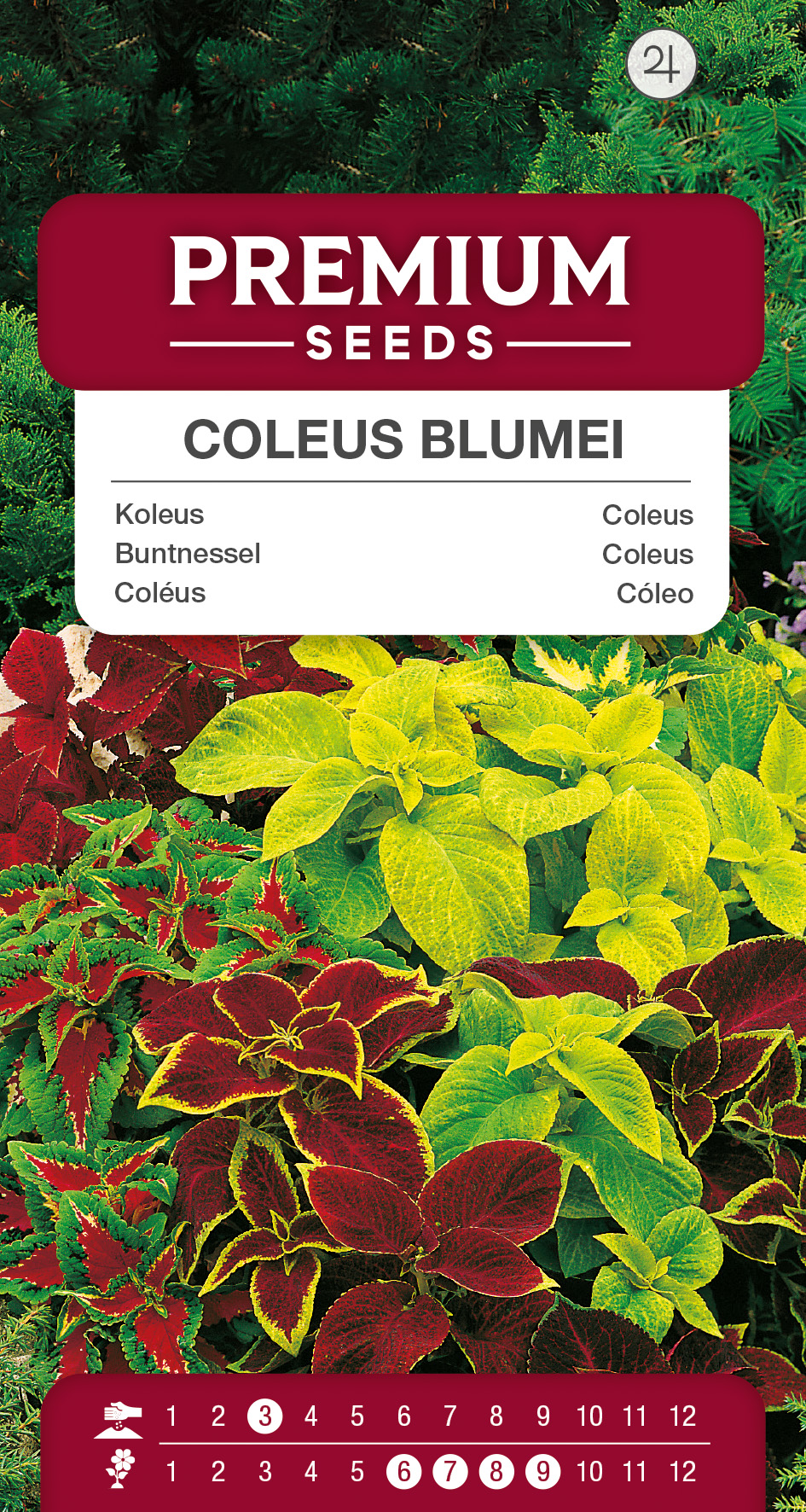 SWIA-WO-BL-12048_VS Coleus Blumei Mixed – seeds