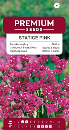 Statice Pink – seeds