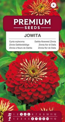 Dahlia-flowered Zinnia Jowita – seeds