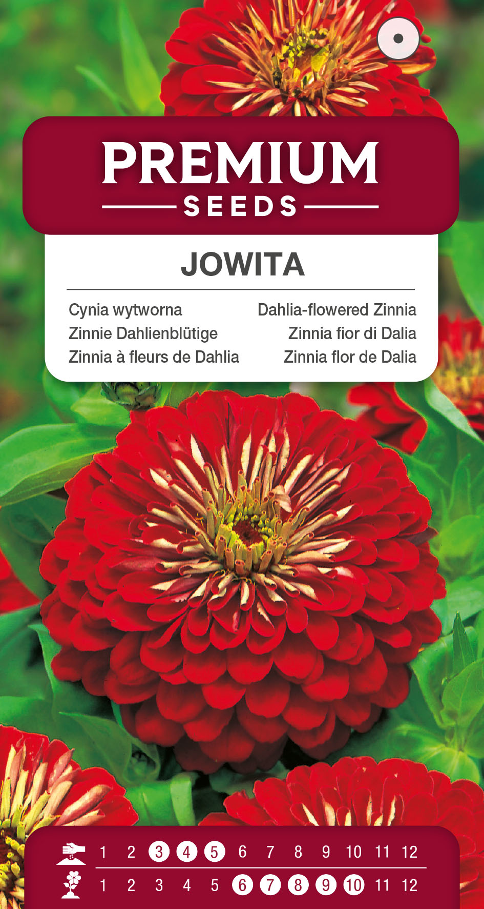 SWIA-WO-BL-12058_VS Dahlia-flowered Zinnia Jowita – seeds