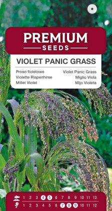 Violet Panic Grass – seeds