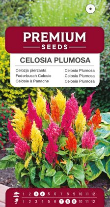 Celosia Plumosa Mixed – seeds