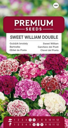 Sweet William Double Mixed – seeds