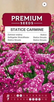 Statice Carmine – seeds