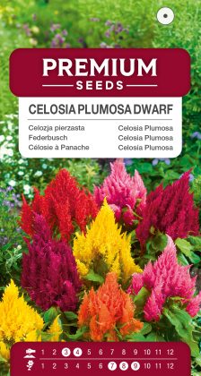 Celosia Plumosa Dwarf Mixed – seeds