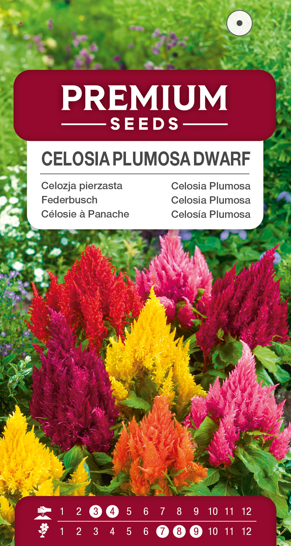 SWIA-WO-BL-12177_VS Celosia Plumosa Dwarf Mixed – seeds