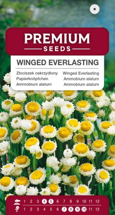 Winged Everlasting – seeds
