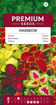 Coleus Rainbow- seeds