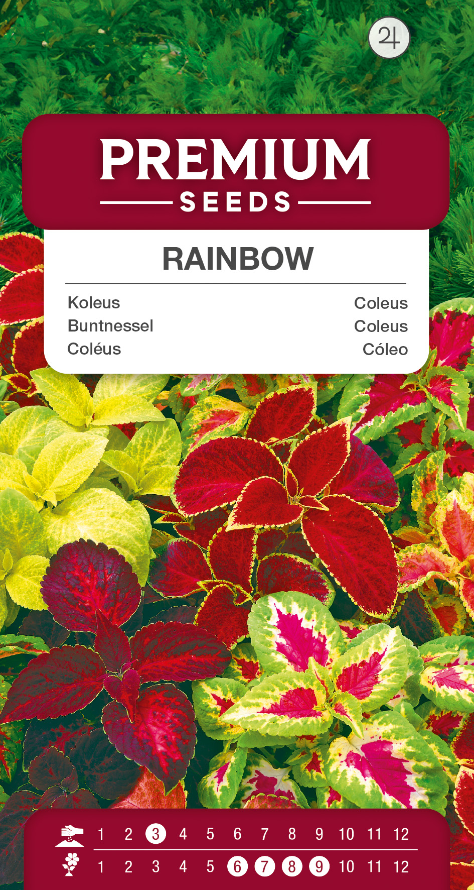SWIA-WO-BL-12221_VS Coleus Rainbow- seeds