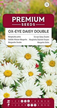 Ox-eye Daisy Double – seeds