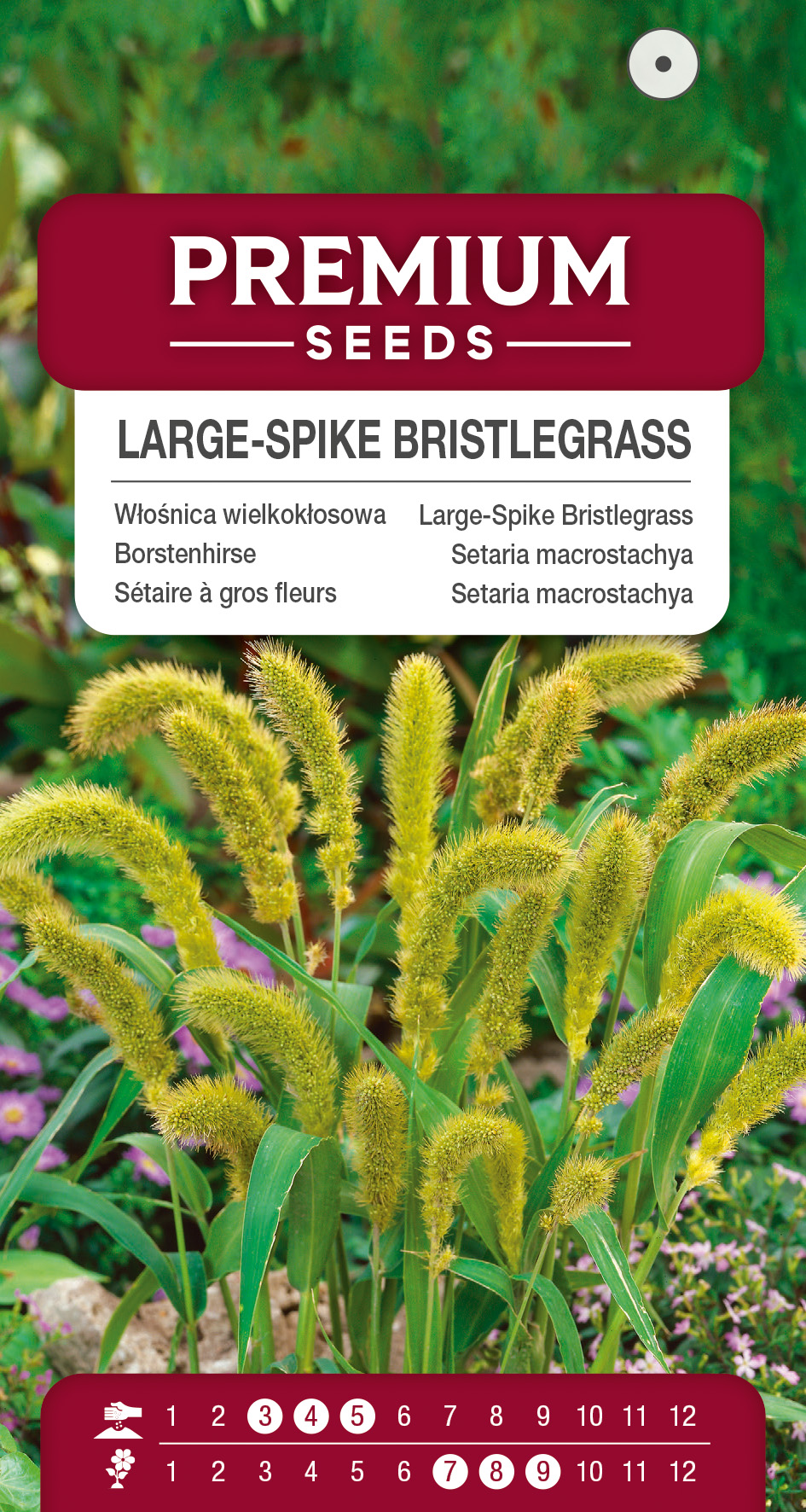 SWIA-WO-BL-12248_VS Large-Spike Bristlegrass – seeds