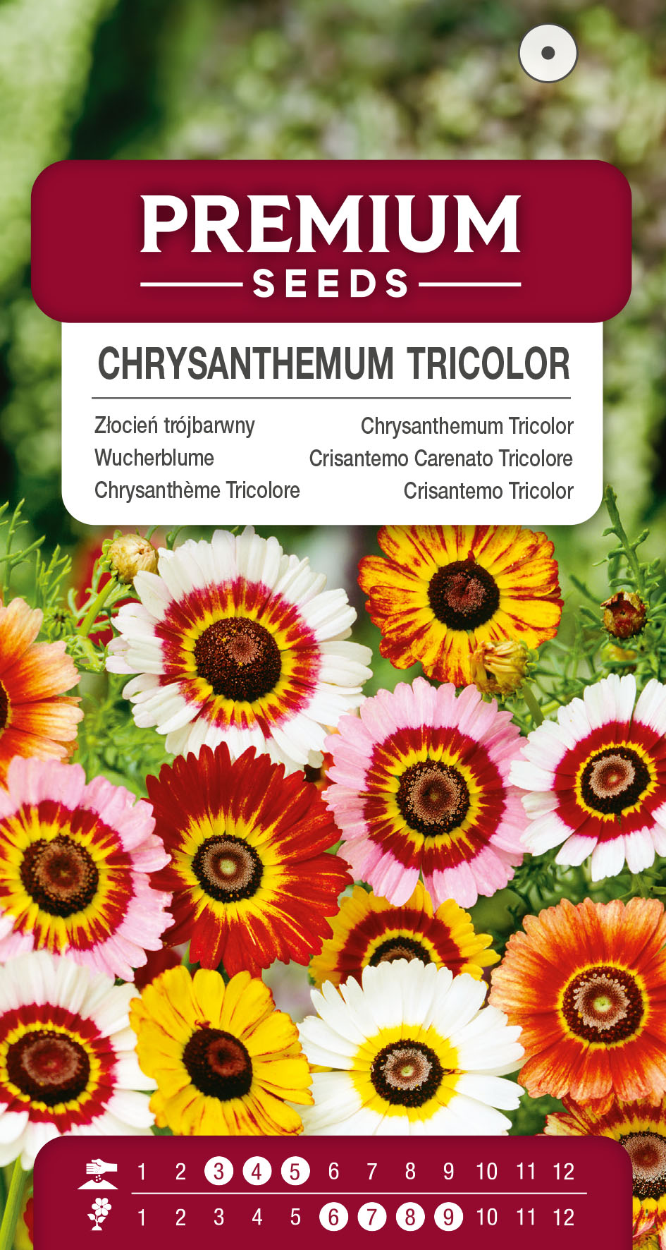 SWIA-WO-BL-12249_VS Chrysanthemum Tricolor Mixed – seeds