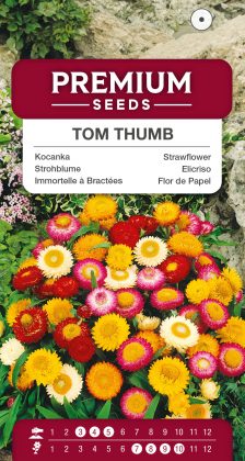 Dwarf Strawflower Tom Thumb Mixed – seeds