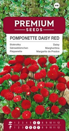 Pomponette Daisy Red – seeds