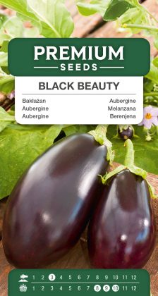 Aubergine Black Beauty – seeds