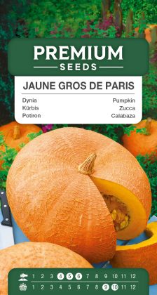 Pumpkin – Jaune Gros de Paris – seeds