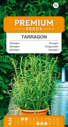 Tarragon – seeds