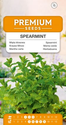 Spearmint – seeds