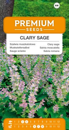 Clary sage – seeds