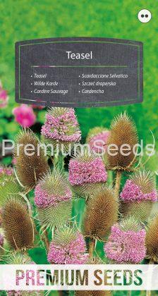 Teasel - seeds