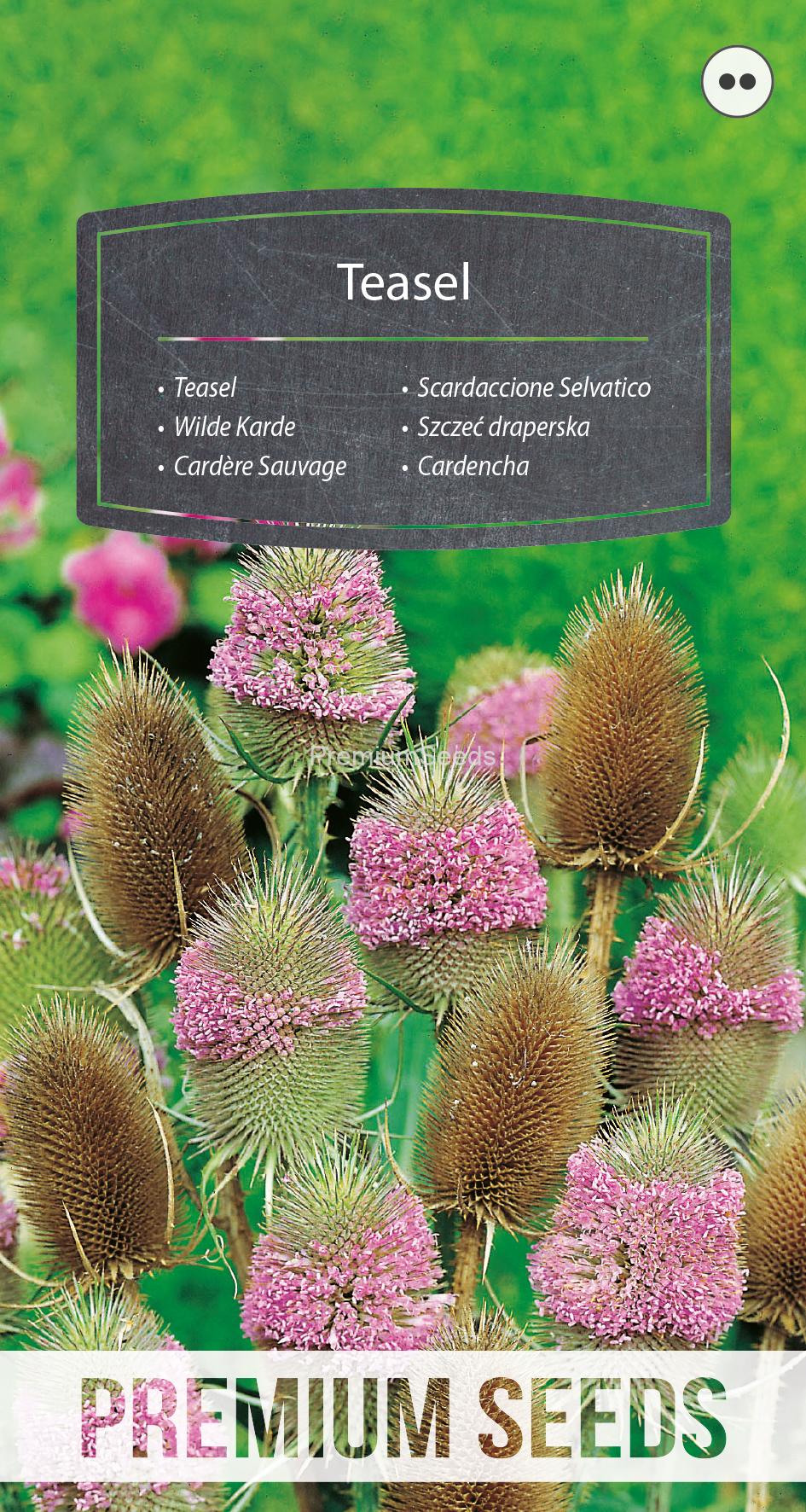 WORLD 10081815PA.indd Teasel - seeds