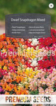 Dwarf Snapdragon Mixed - seeds