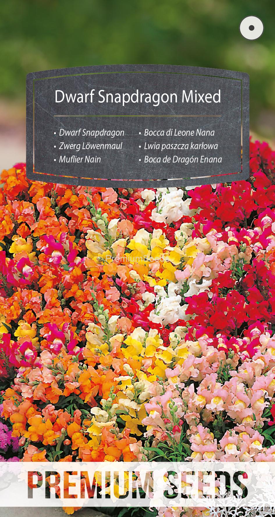 WORLD 10083782PA.indd Dwarf Snapdragon Mixed - seeds