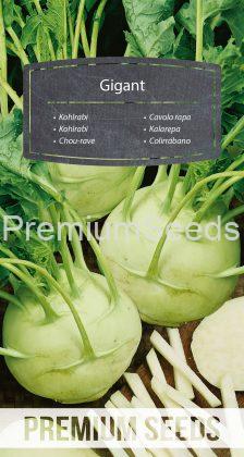 Kohlrabi - Gigant - Samen