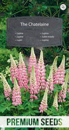 Lupine The Chatelaine - Samen