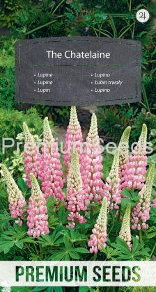 Lupine The Chatelaine - seeds