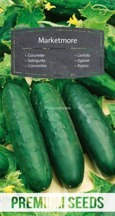 Salatgurke - Marketmore - Samen