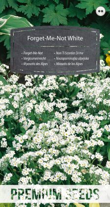 Myosotis des Alpes Blanc - semences