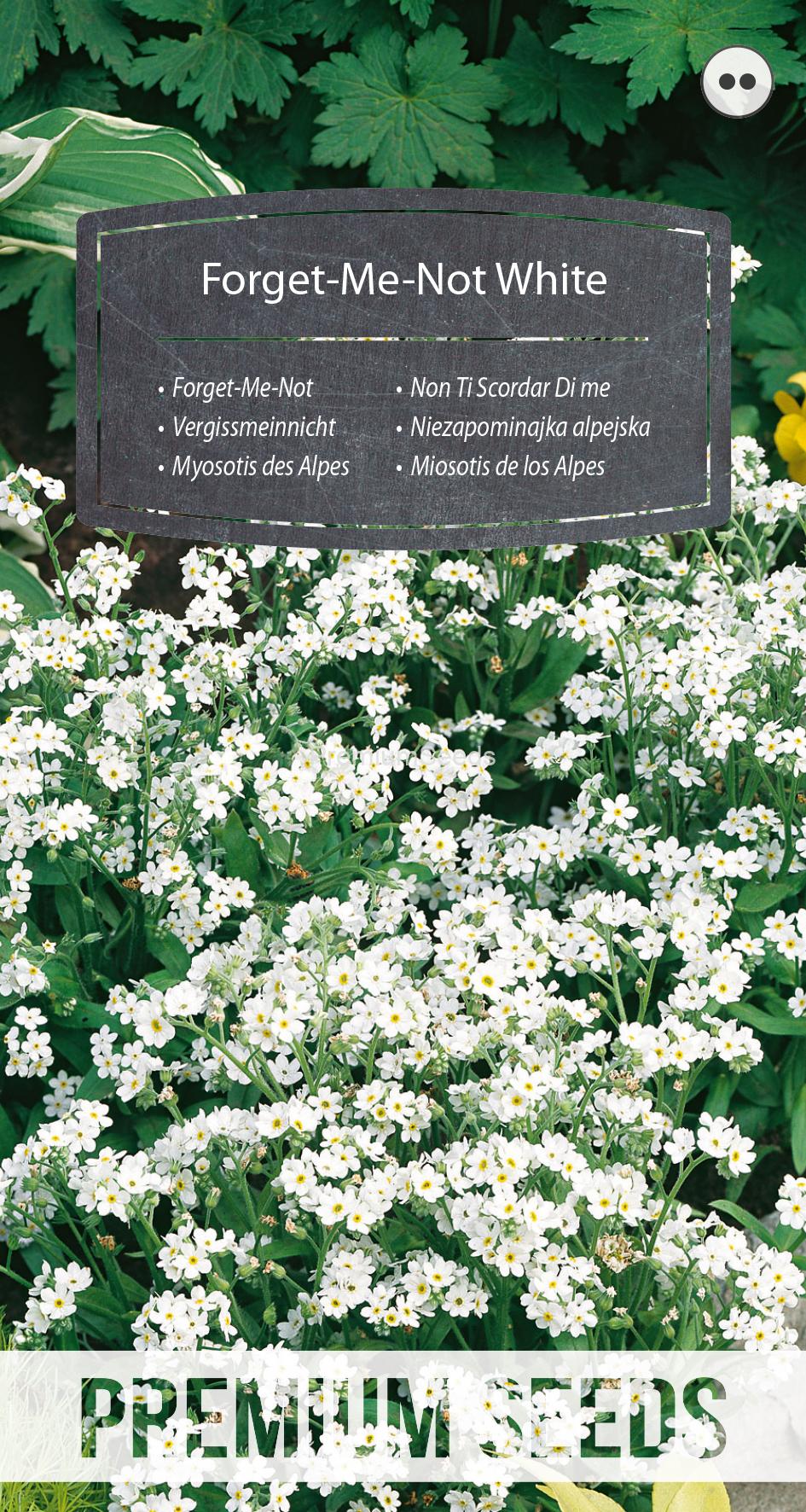 WORLD 13012921PA.indd Myosotis des Alpes Blanc - semences