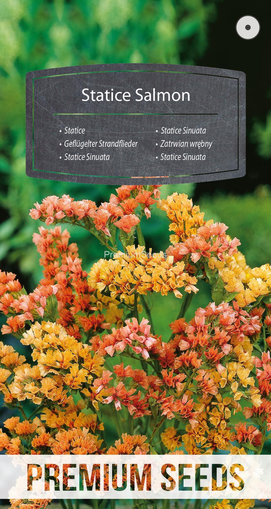 WORLD 13014147FM.indd Statice Salmon - seeds