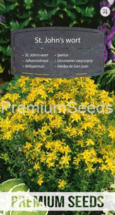 St. John's wort - seeds