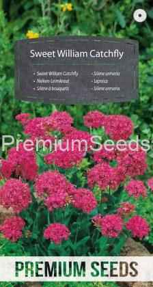 Sweet William Catchfly - seeds